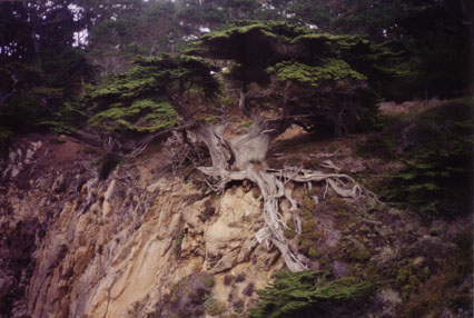 a veteran cyprus tree at point lobos